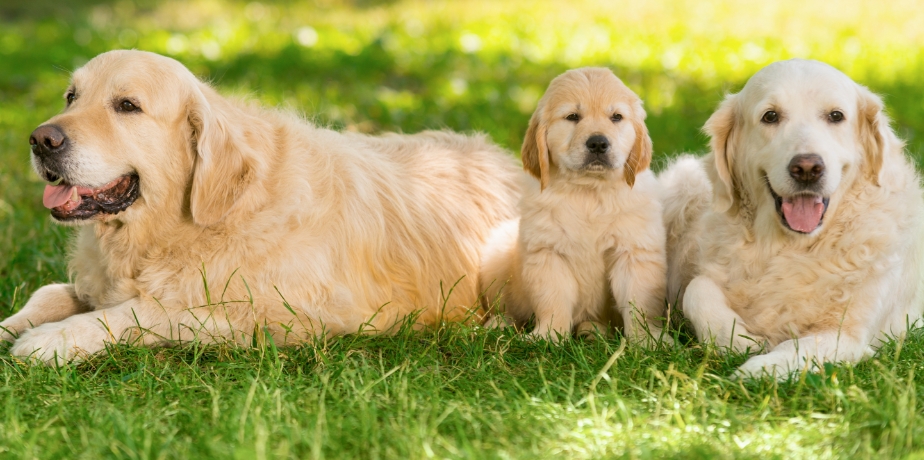 犬 イメージ画像