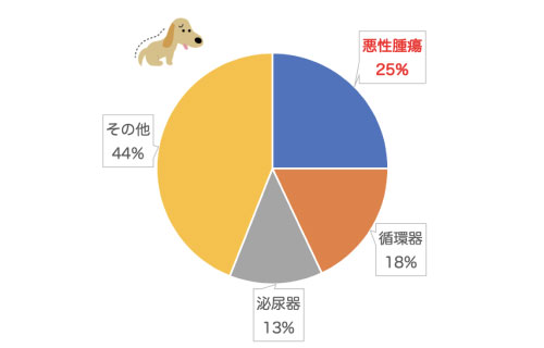10歳以上のわんちゃんの死因1位は悪性腫瘍!