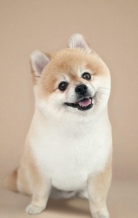 ポメラニアン