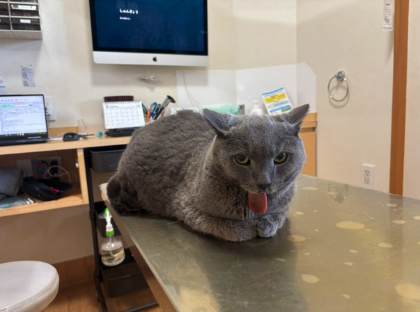 猫の下顎扁平上皮癌経過